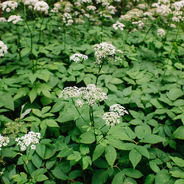Aegopodium Podagraria Seeds â€“ Heirloom, Non-GMO Ground Cover Seeds for Planting