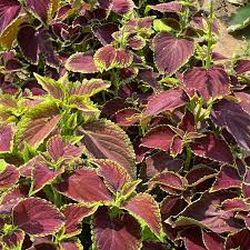 Coleus Multi-Colored Plant Seeds – Heirloom, Non-GMO Seeds for Planting Vibrant Foliage