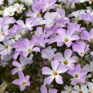 Lavender Linanthus Flower Seeds for Planting NON GMO Seeds
