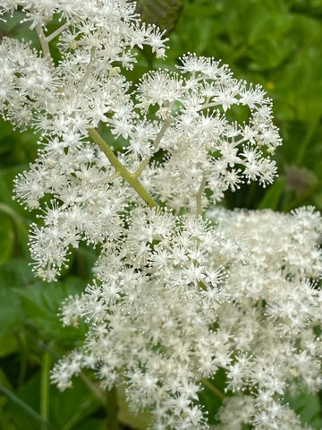 Heirloom Non-GMO Rodgersia Flower Seeds – Ornamental Perennial Flower Seeds for Planting