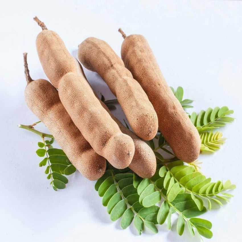 Tamarind Tree Seeds for Exotic Outdoor Gardens and Landscaping Scientific Name Placeholder for planting in home garden
