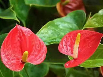 Heirloom Non-GMO Anthurium Flower Seeds | Fresh Tropical Blooms for Indoor & Outdoor Gardens