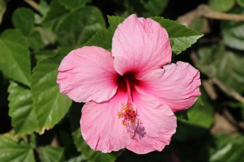 Heirloom Non-GMO Hibiscus Bonsai Flower Seeds for Planting – Miniature Tropical Garden Blooms - Non-GMO for planting in home garden