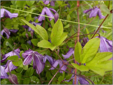 Violet Viticella Flower Seeds for Planting - NON GMO Seeds