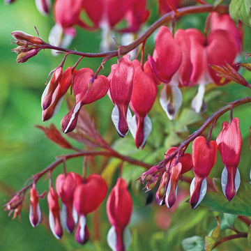 Organic Heirloom Non-GMO Bleeding Heart Seeds for Planting – Shade Garden Flowers