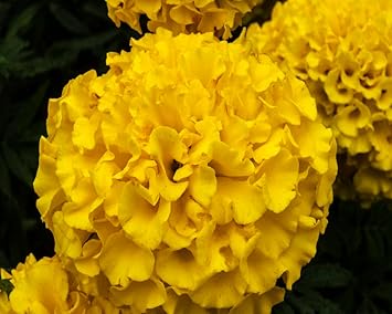 Heirloom Thick Yellow Hydrangea Flower Seeds, Non-GMO Vibrant Blooms for Planting