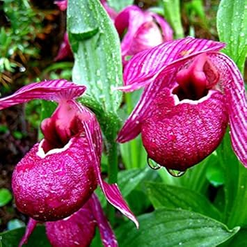 Cypripedium Macranthos Purple Seeds – Organic, Heirloom, Non-GMO Flower Seeds