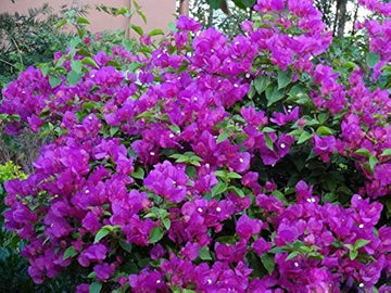 Bougainvillea Flower Seeds for Planting, 100 pcs