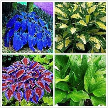 Hosta Jardin Plant Seeds for Planting - NON GMO Seeds