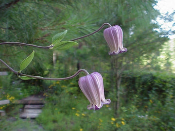 Heirloom Non-GMO Clematis Reticulata Flower Seeds – Climbing Vine Flower Seeds for Planting