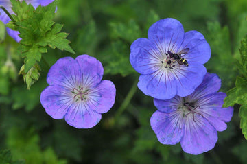 Rozanne Flower Seeds for Garden Planting - NON GMO Seeds