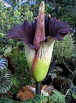 Heirloom Purple Corpse Titan Arum flower seeds â€“ nonâ€‘GMO rare botanical seeds