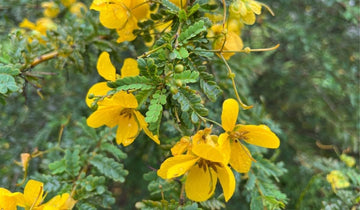 Cassia Occidentalis Flower Seeds Heirloom Non GMO Planting - 100 pcs