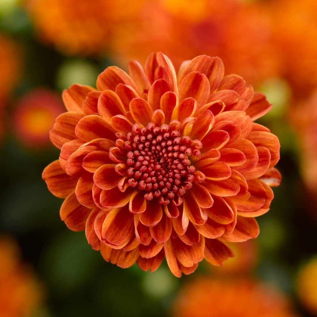 Deep Orange Chrysanthemum Flower Seeds for Planting - NON GMO Seeds for planting in your garden.