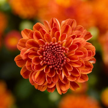 Deep Orange Chrysanthemum Flower Seeds for Planting - NON GMO Seeds