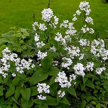 Organic White Lunaria Rediviva Flower Seeds for Planting – Heirloom, Non-GMO
