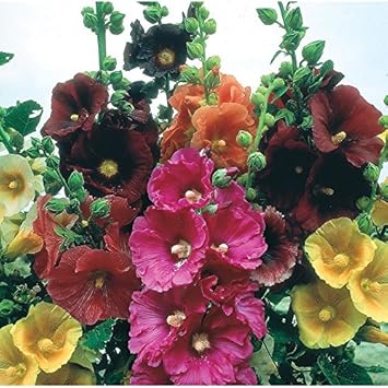 Mix Hollyhock Flower Seeds for Planting - NON GMO Seeds