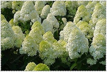 White Vanilla Fraise Flower Seeds for Planting - 100 Pcs pcs