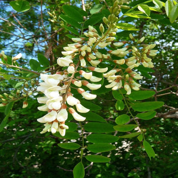 Robinia Flower Seeds for Planting - 100 pcs