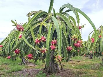 Pitaya dragon fruit seeds for growing