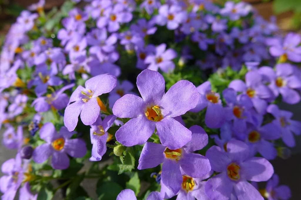 Bacopa Blutopia Flower Seeds for Planting â€“ NON GMO Seeds for planting in home garden