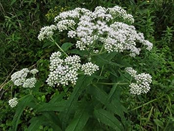White Boneset (Thoroughwort) Flower Seeds – Non-GMO Heirloom Seeds for Planting