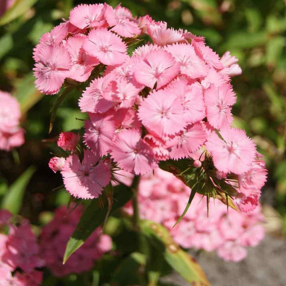 Light Pink Dianthus Flower Seeds for Planting, 100 pcs seeds for planting in home garden