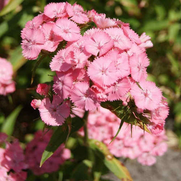 Light Pink Dianthus Flower Seeds for Planting, 100 pcs
