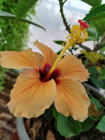 Heirloom Non-GMO Hibiscus Flower Seeds for Planting ƒ?? Light Orange Blooms, Tropical and Vibrant