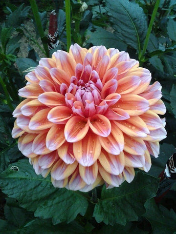 Butterscotch Dahlia Flower Seeds for Planting - Heirloom and Non-GMO Garden Seeds