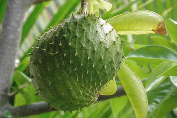Solanum Sessiliflorum Fruit Seeds - A Tropical Fruit for Exotic Gardening Projects 100 Pcs pcs