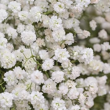 Baby's-Breath Flower Seeds for Planting ƒ?? Organic, Heirloom, Non-GMO Gypsophila Seeds