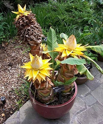 Heirloom Musella Lasiocarpa Flower Seeds – Rare Garden Plant