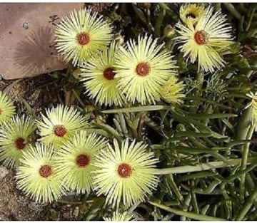Yellow Cephalophyllum Pillansii Plant Seeds for Planting - NON GMO Seeds