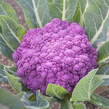 Pink Cauliflower Vegetable Seeds for Planting - 100 Pcs pcs