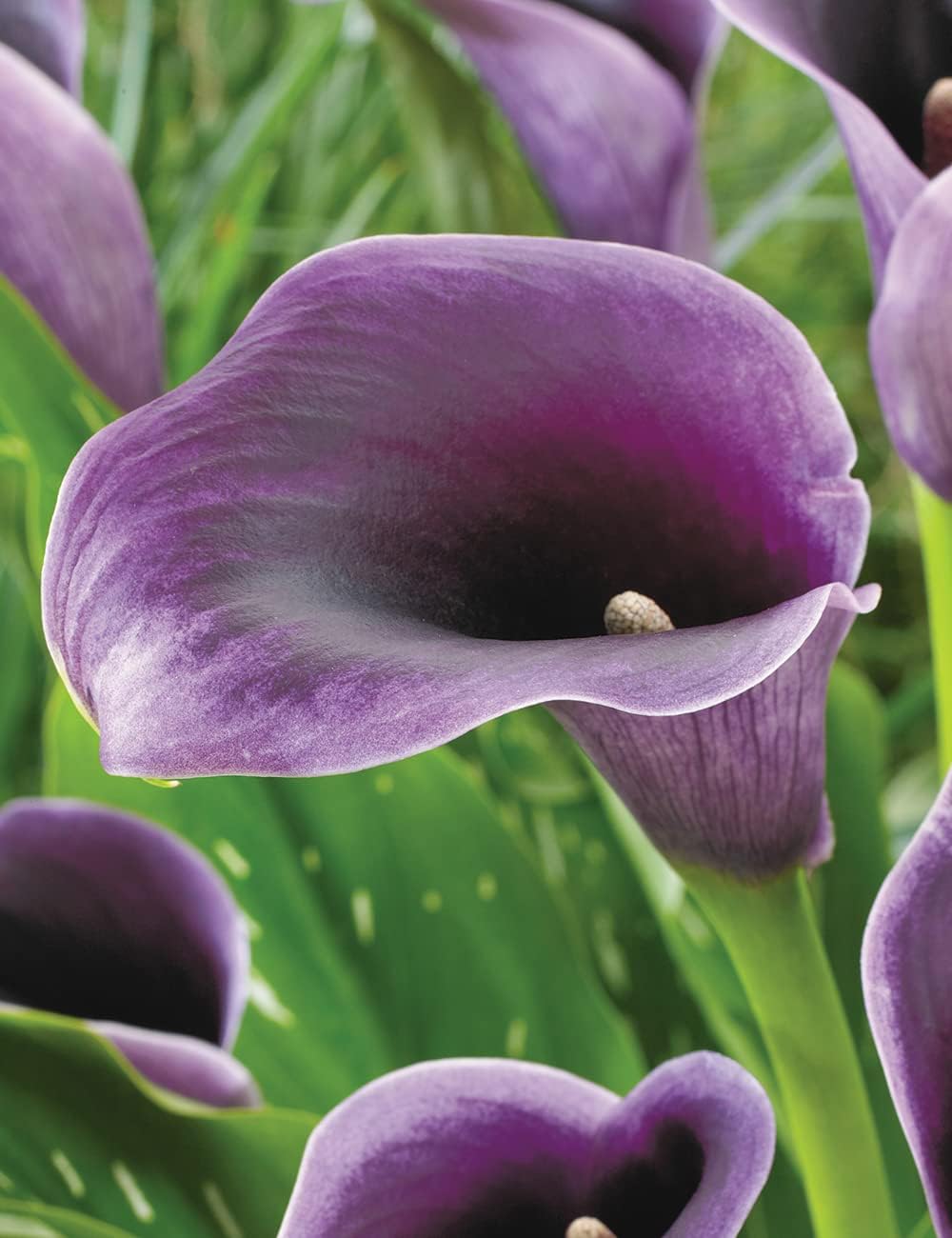 Calla (Calla scientific name) for planting in garden