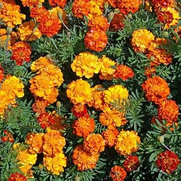 Marigold Flower Seeds for Garden Planting - NON GMO Seeeds