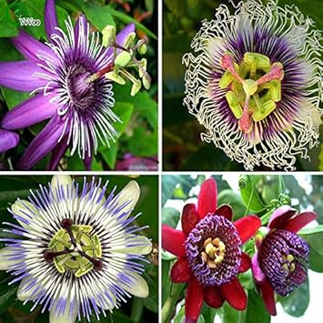 Mixed Passiflora Flower Seeds – Heirloom Non-GMO Seeds for Tropical and Decorative Garden Planting