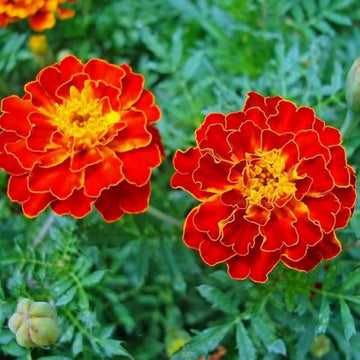 Red Flower Pot Plant Seeds for Planting â€“ NON GMO Seeds
