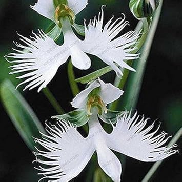 White Egret Orchid Seeds for Planting | Organic, Heirloom, Non-GMO Flower Seeds seeds for planting in home garden