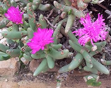 Organic Pink Namaquanthus Flower Seeds for Planting ƒ?? Heirloom, Non-GMO