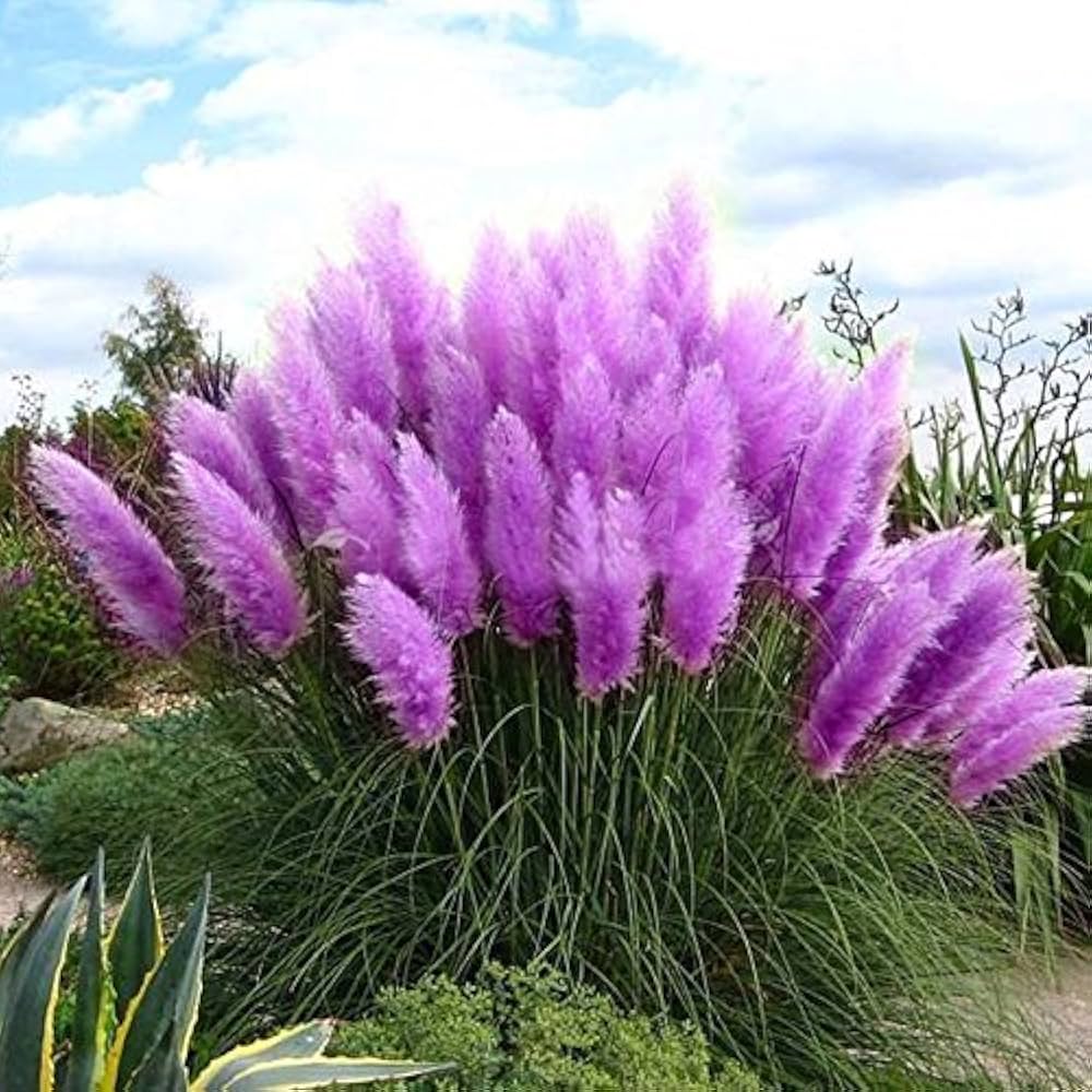 Purple Pampas Grass Seed