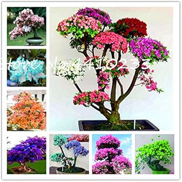 Rhododendron Red Flower Seeds for Planting - NON GMO Seeds