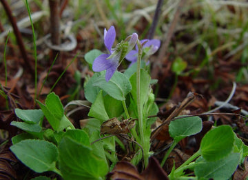 Heirloom Non-GMO Viola Alba Flower Seeds for Planting – Elegant White Blooming Flower Seeds