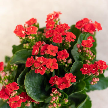 Organic Red Kalanchoe Humilis Plant Seeds for Planting – Heirloom, Non-GMO
