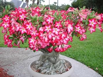 Adenium Flower Seeds Heirloom Non GMO Planting - 100 pcs for planting in home garden