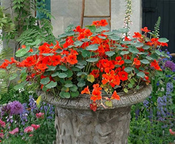 Heirloom Non-GMO Nasturtium Flower Seeds for Planting ƒ?? Mixed Color Edible Blooms for Garden Borders
