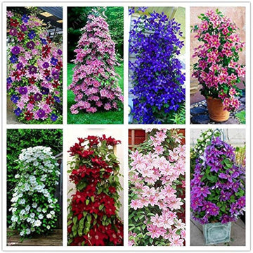 Mixed Colors Clematis Flower Vines Perennial Climbing Flower Seeds for Planting