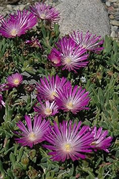 Purple Delosperma Flower Seeds for Planting - 100 pcs