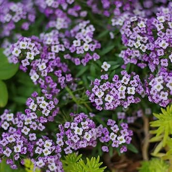 Heirloom Non-GMO Lobularia Maritima Flower Seeds for Garden Planting